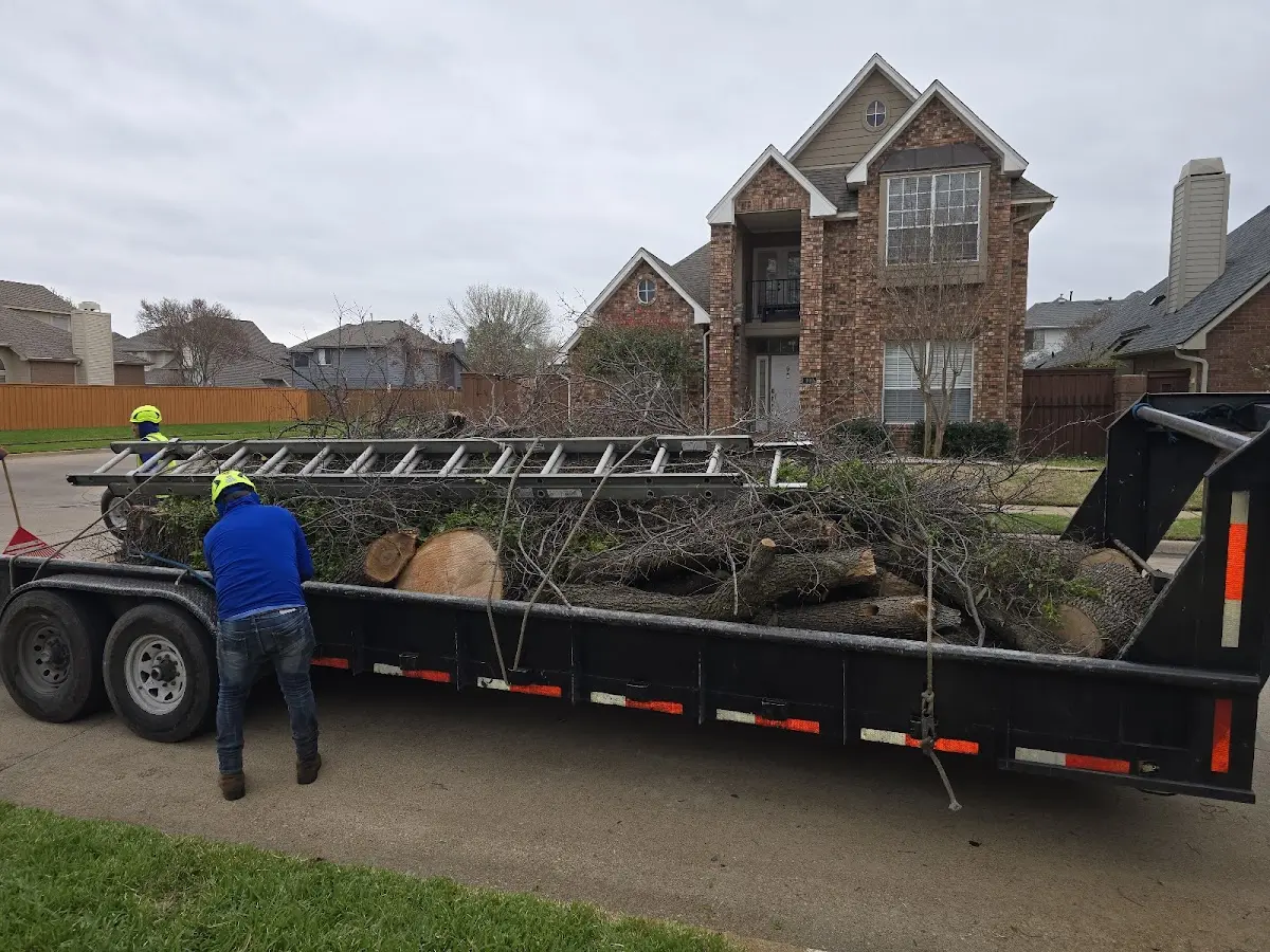 Expert Tree Removal with proper safety equipment in Benson